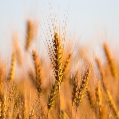 The spike ends of several pieces of wheat grass, each with long hairs and a shared golden-yellow hue.